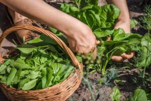 Leia mais sobre o artigo Saiba quais vegetais subestimados faz bem à saúde