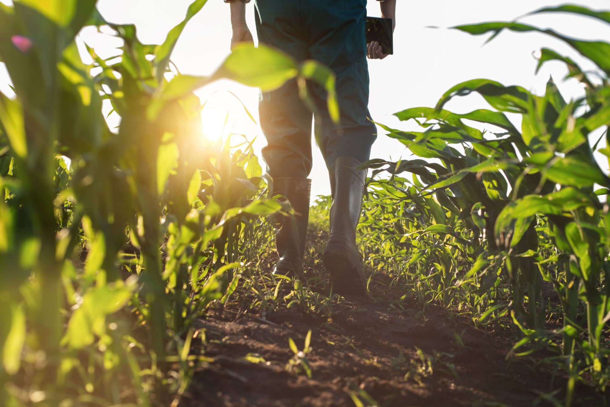 No momento, você está visualizando 10 fatos que marcaram o Agro em 2024