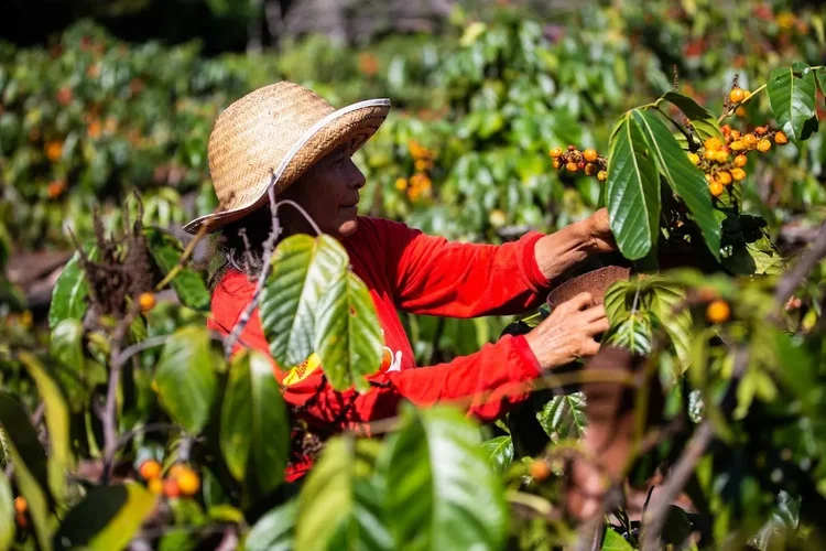 Você está visualizando atualmente Agricultura Familiar e Indústria enfrentam desafios estruturais