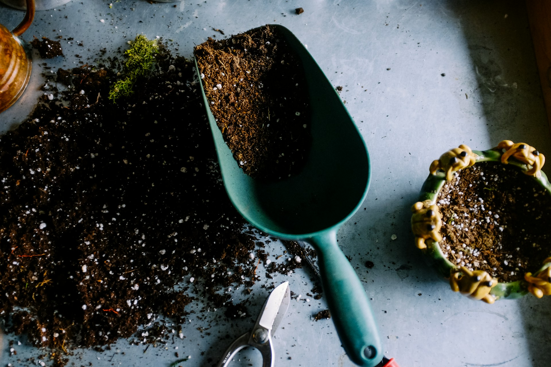 No momento, você está visualizando Aprenda a cuidar de plantas com o app Plantin