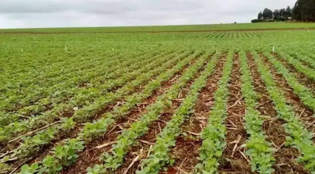 Você está visualizando atualmente Área plantada de soja em MS deve ser declarada até 10 de janeiro