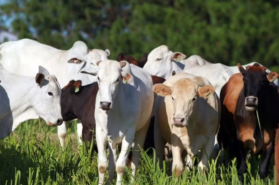 Você está visualizando atualmente PRIMEIRA VEZ: Aumento do abate de bovinos chega a mais de 10 milhões de cabeças