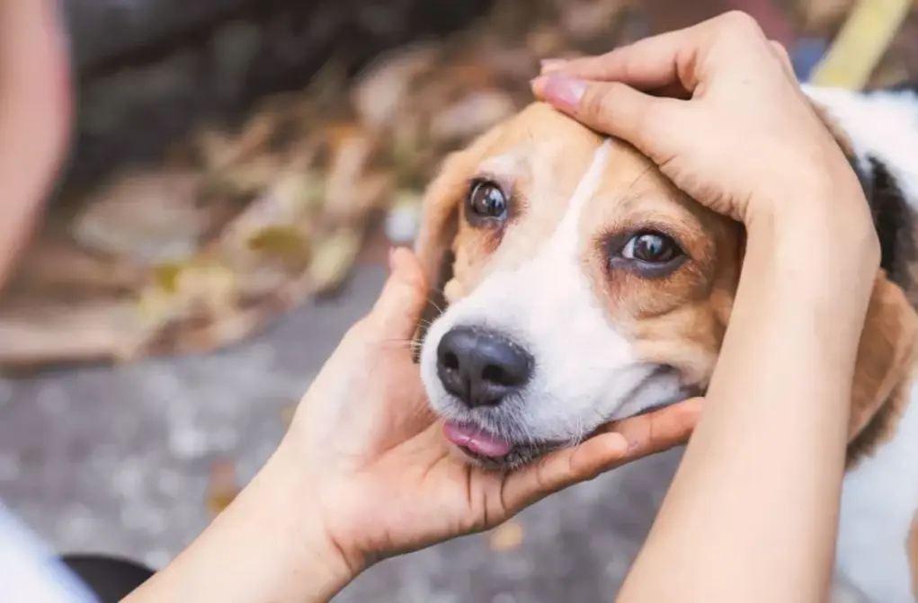 Você está visualizando atualmente Campanha Dezembro Verde combate o abandono de animais e conscientiza sobre adoção responsável