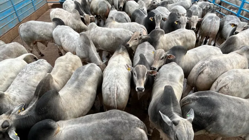 Você está visualizando atualmente Confira os pecuaristas campeões da raça do Nelore Naviraí-MS