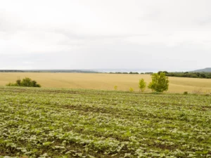 Leia mais sobre o artigo Desafios e estratégias para enfrentar as mudanças climáticas no agro