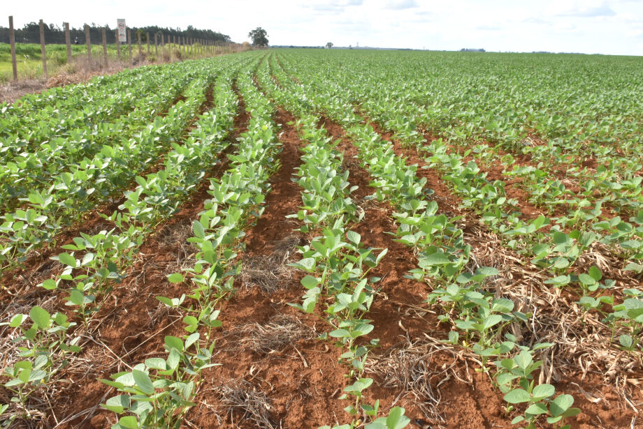 Você está visualizando atualmente Se o clima ajudar, MS terá nova supersafra de soja