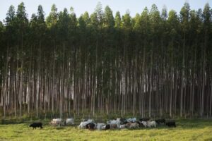 Leia mais sobre o artigo AGRO: SRCG oferece cursos técnicos estratégicos para impulsionar a economia do MS