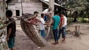 Leia mais sobre o artigo Trabalhador que estava desaparecido é encontrado morto dentro de cobra gigante de sete metros