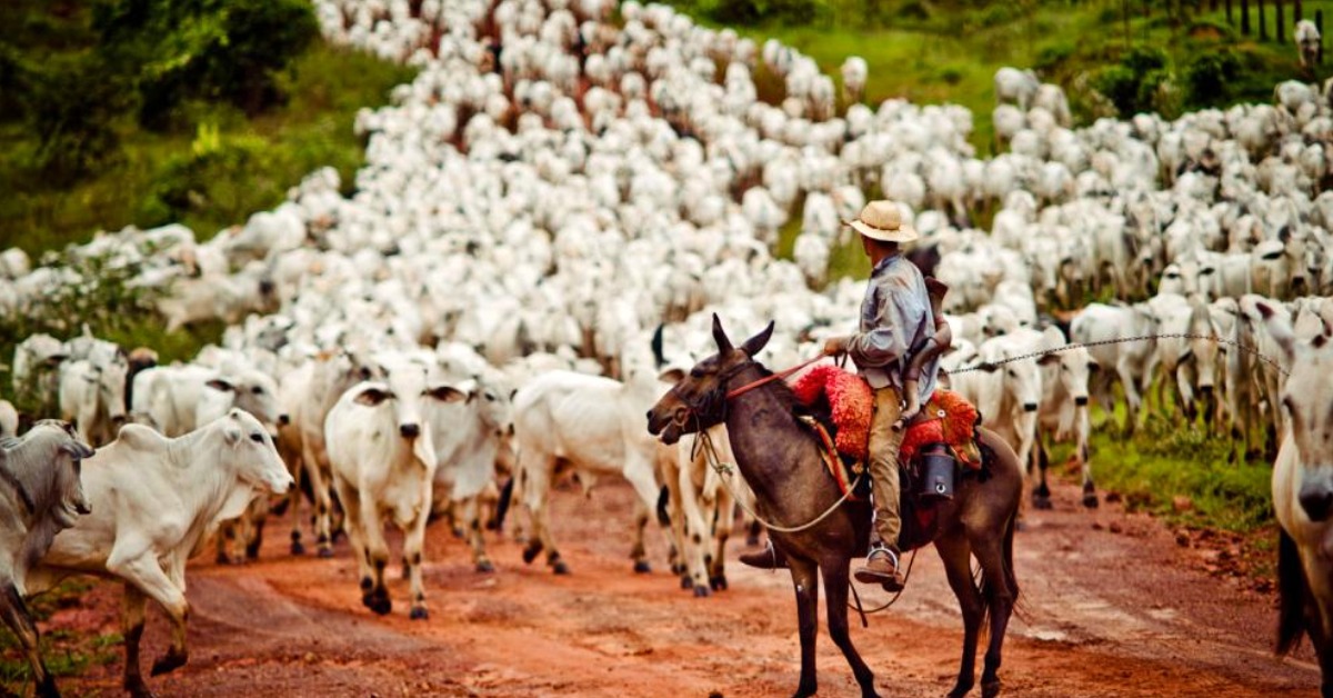 No momento, você está visualizando BNDES libera mais R$ 4,8 bilhões para programas agropecuários