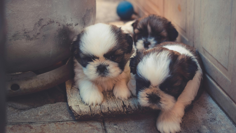 No momento, você está visualizando Câncer de próstata em pets? Como a castração pode prevenir doenças nos bichinhos