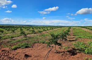 Leia mais sobre o artigo Cassilândia vira novo polo de produção de laranjas em MS e deve ter mais de 3 mil hectares plantados