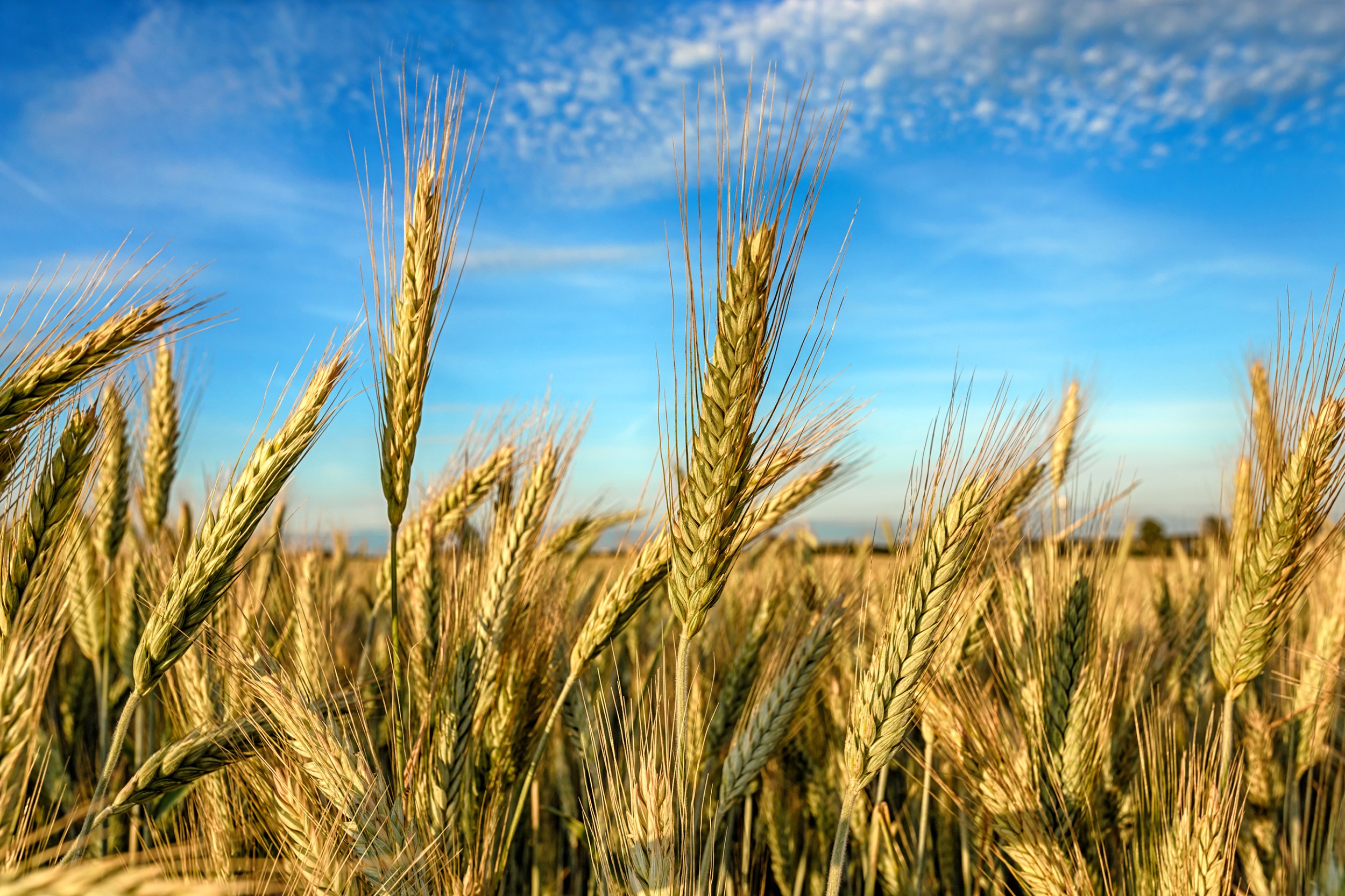 No momento, você está visualizando Ministério define zoneamento agrícola para o cultivo de centeio