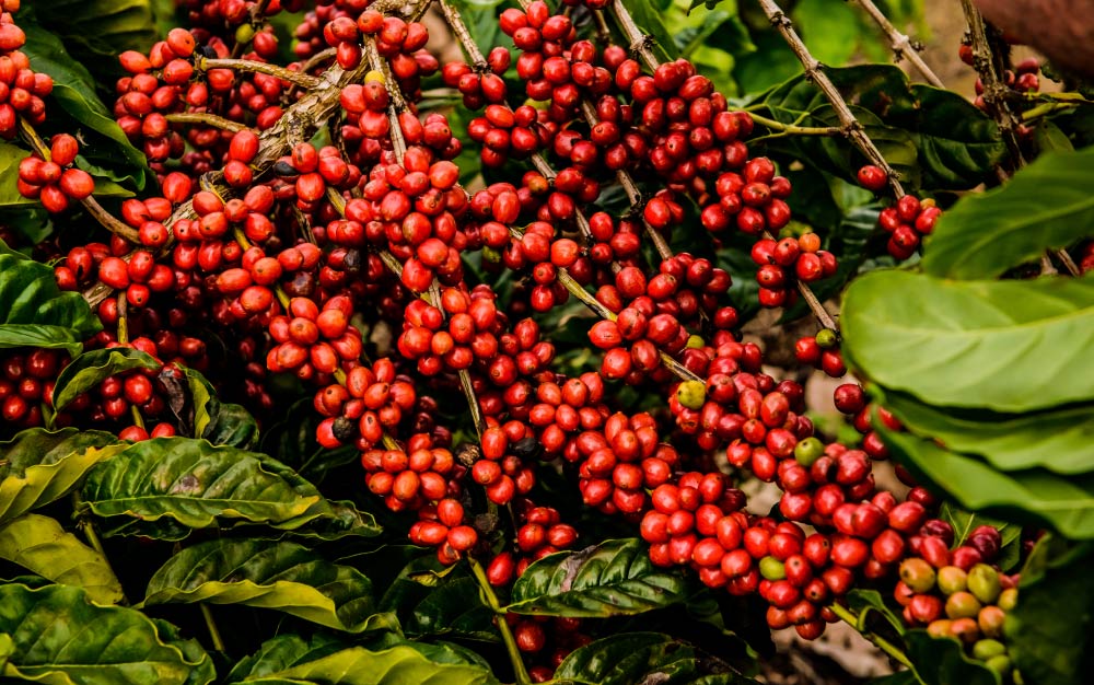 No momento, você está visualizando Preço do café robusta segue na marca histórica de R$ 2 mil a saca