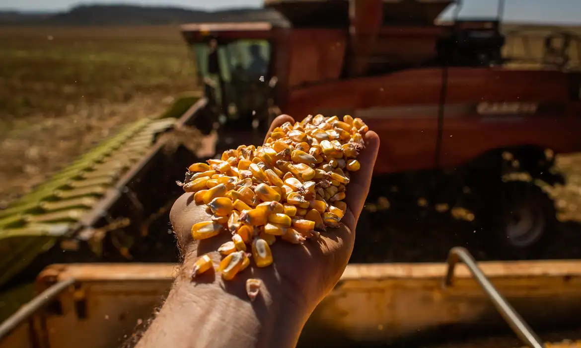 No momento, você está visualizando Produção da safra brasileira caiu 7,2% em 2024, estima IBGE