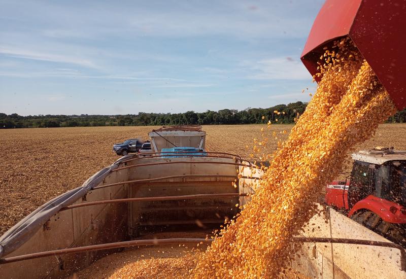 No momento, você está visualizando APROSOJA: MS planta 509 mil hectares de milho 2ª safra 2024/2025