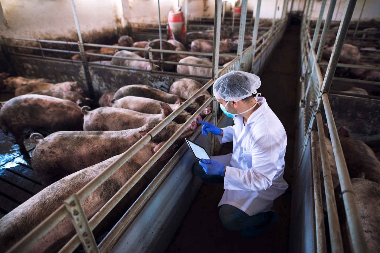 No momento, você está visualizando Fomento do Governo à suinocultura em MS viabiliza investimento de R$ 400 milhões para ampliar indústria