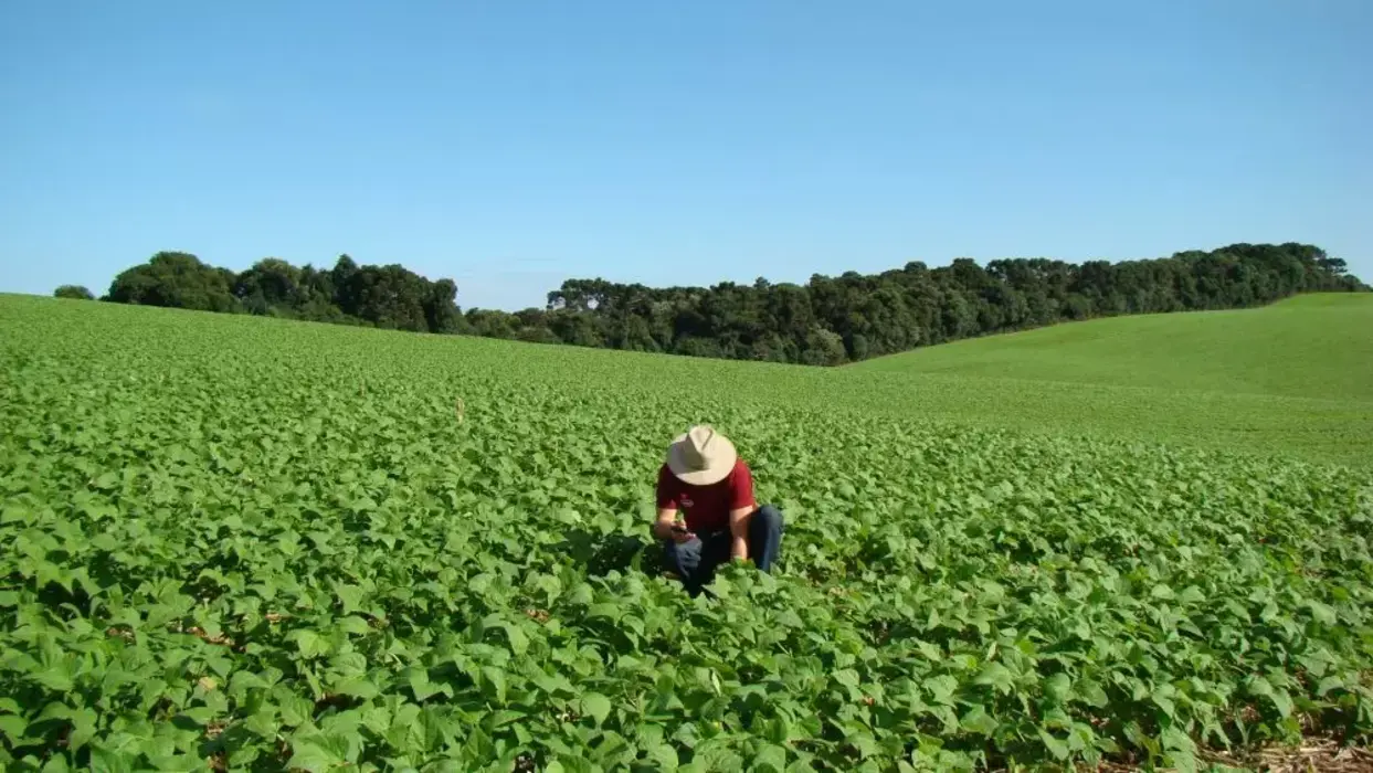 No momento, você está visualizando Agricultura Familiar: Governo lança programa de negociação de dívidas para pequenos produtores rurais