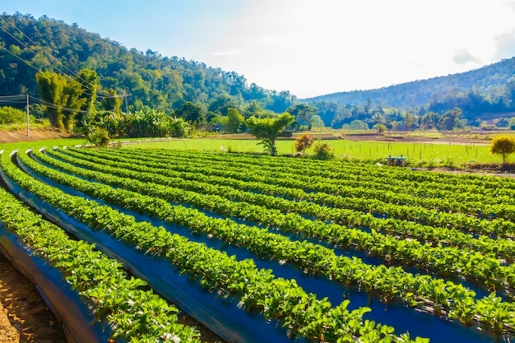 No momento, você está visualizando Os impactos das mudanças climáticas na agricultura brasileira