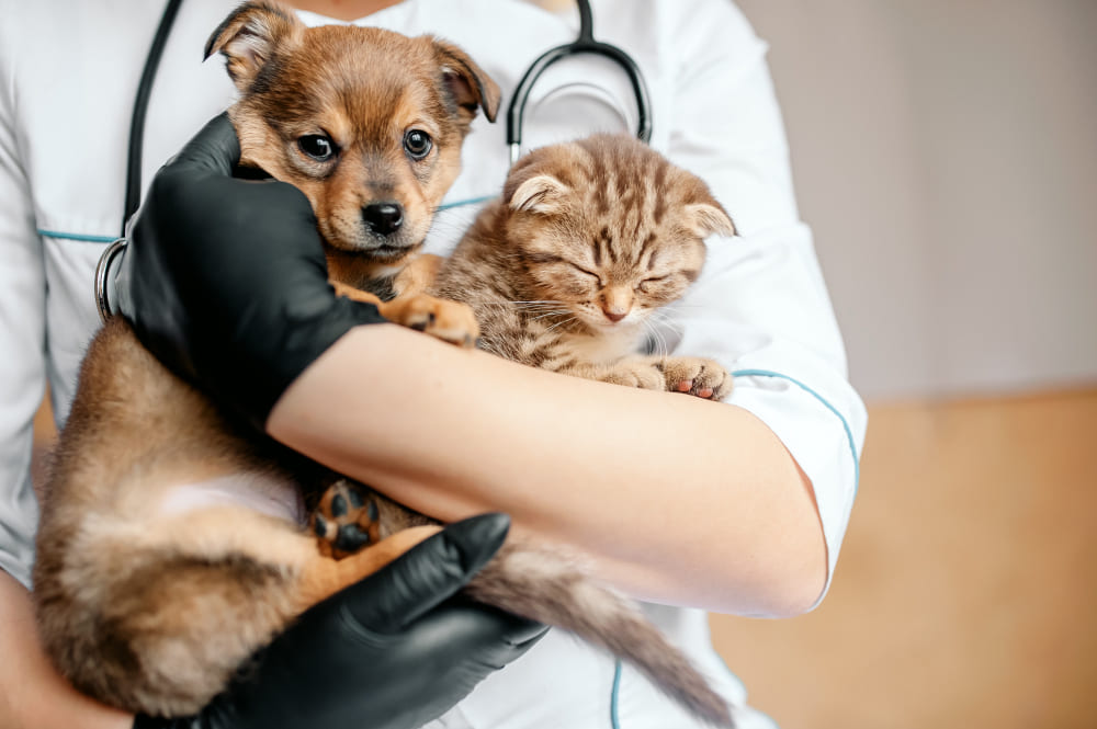 No momento, você está visualizando Prefeitura promove plantão de castração de cães e gatos no CRAS do Noroeste