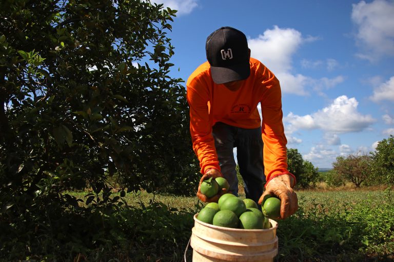 No momento, você está visualizando NOVA FRONTEIRA: Citricultura abre oportunidades e muda a vida de trabalhadores em Mato Grosso do Sul