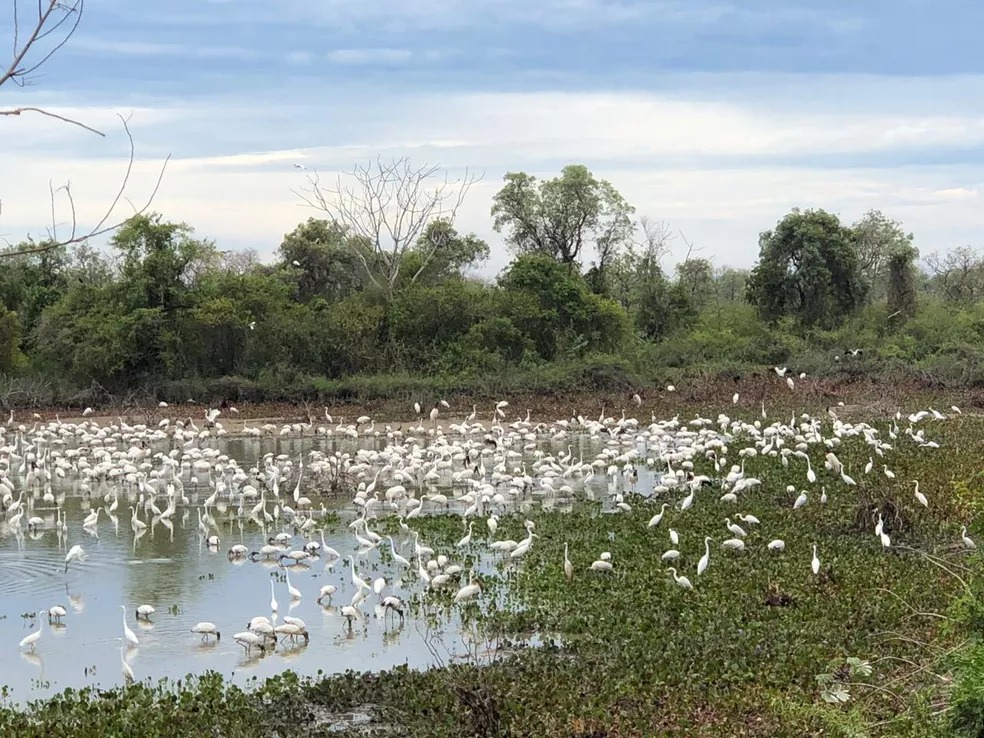 No momento, você está visualizando Bioparque Pantanal abre inscrições para a terceira edição da Jornada de Pesquisa e Tecnologias