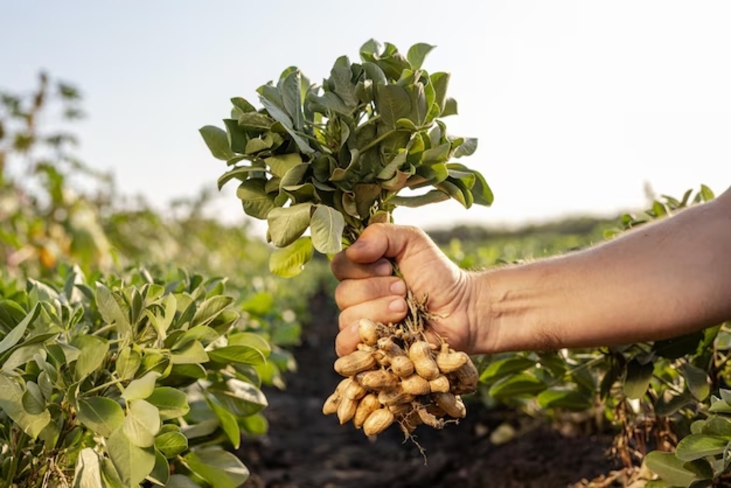 No momento, você está visualizando Produtividade do amendoim agrada agricultores no centro-oeste de São Paulo