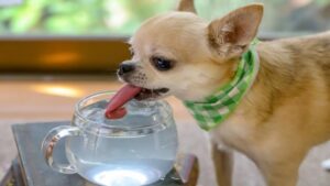 Leia mais sobre o artigo Cães e gatos precisam de mais água do que você imagina; saiba porque