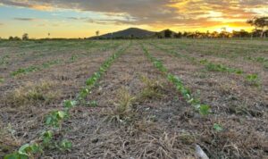 Leia mais sobre o artigo Com apoio da Fundect, campo experimental avalia sustentabilidade agrícola na Rota Bioceânica