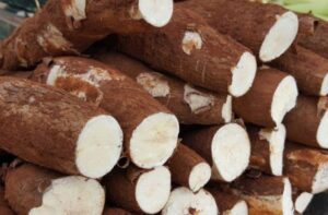 Leia mais sobre o artigo Mandioca é o produto mais comercializado na Ceasa de MS entre os cultivados no Estado