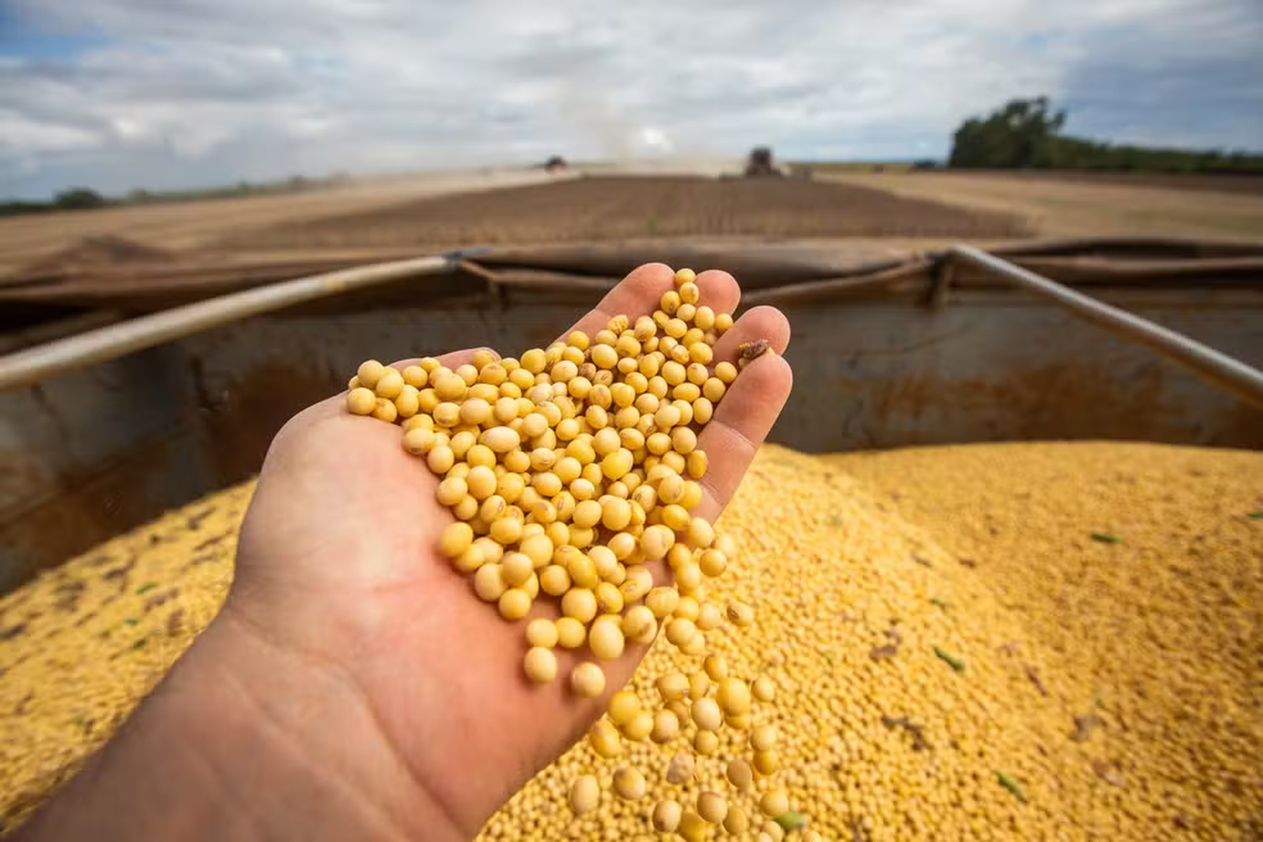 No momento, você está visualizando Grãos dos EUA ‘são facilmente substituíveis’, diz China; venda de soja do Brasil cresce em meio à guerra comercial