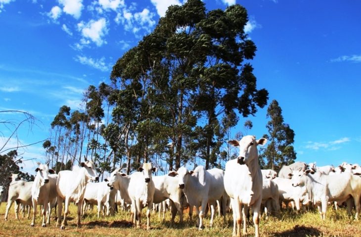 No momento, você está visualizando ATENÇÃO PRODUTORES: Declaração semestral dos rebanhos começa na quinta-feira e segue até 2 de junho