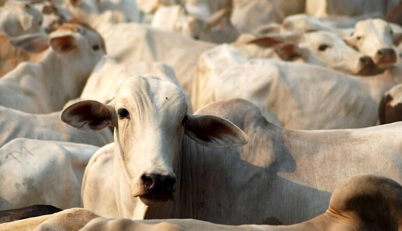 No momento, você está visualizando As supervacas do Brasil estão prestes a dominar o Mundo