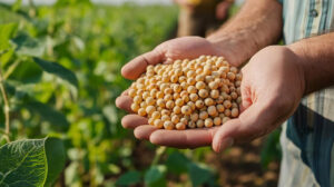 Leia mais sobre o artigo BrasilAgro reduz projeção de sua safra 24/25 com menor produção de soja e algodão