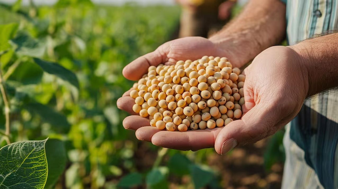 No momento, você está visualizando BrasilAgro reduz projeção de sua safra 24/25 com menor produção de soja e algodão