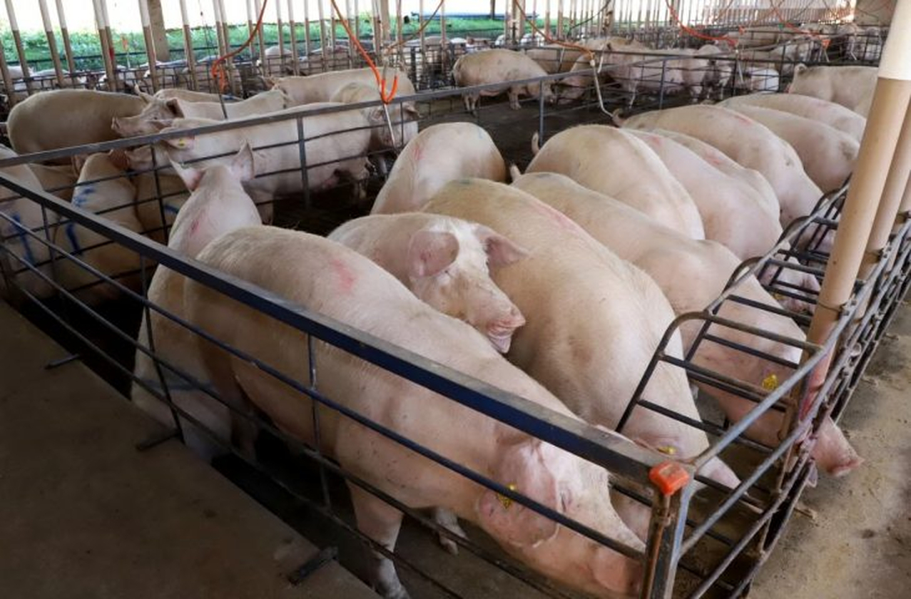No momento, você está visualizando Com quase 300 granjas, suinocultura impulsiona economia de MS e vira referência nacional em tecnologia de produção