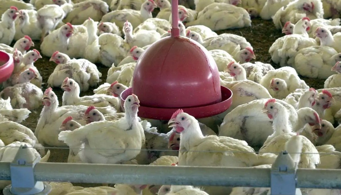 No momento, você está visualizando Brasil confirma primeiro foco de Gripe Aviária de Alta Patogenicidade em granja comercial