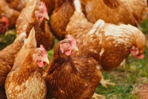 Leia mais sobre o artigo Ministério da Agricultura descarta suspeita de gripe aviária em Mato Grosso do Sul