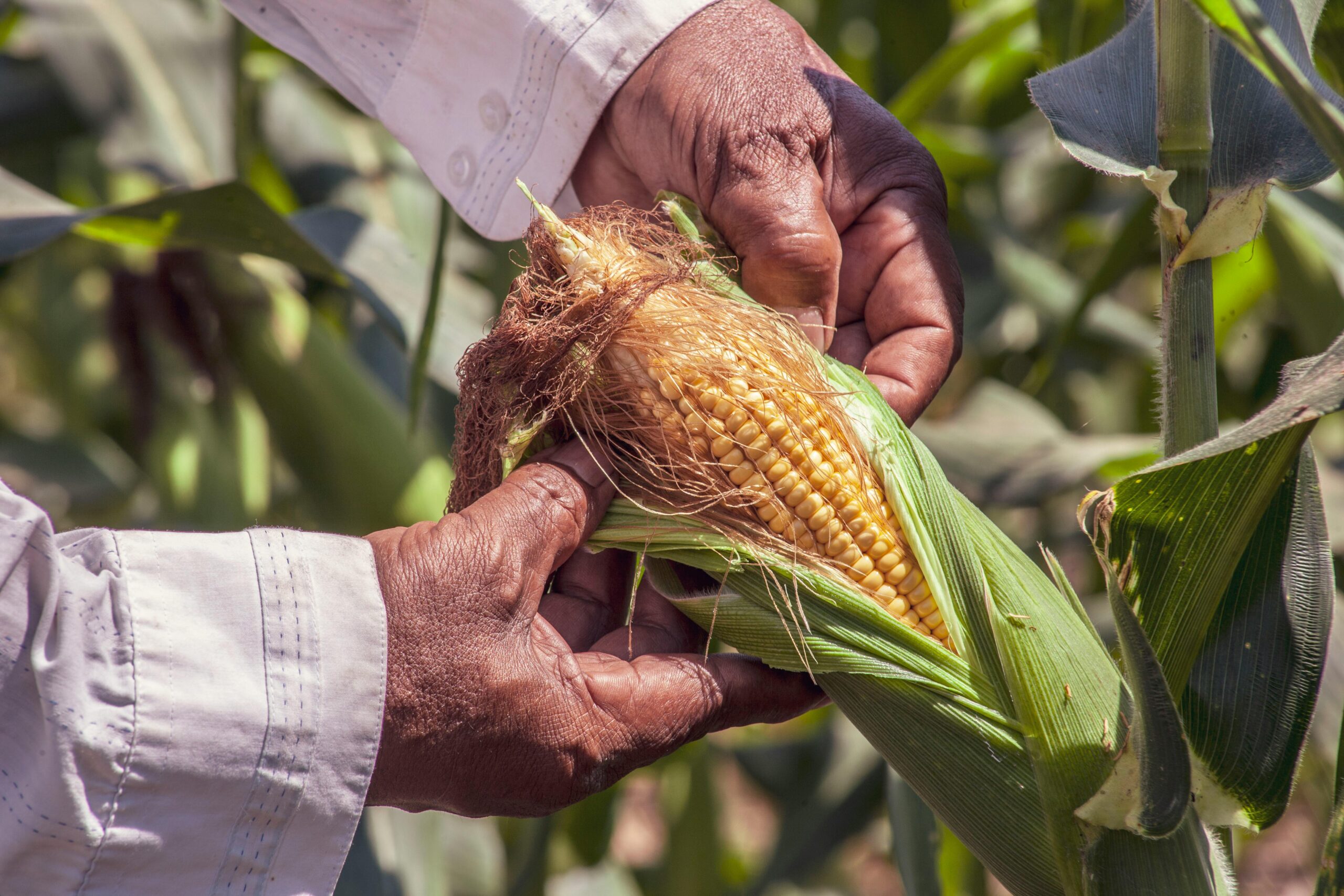 No momento, você está visualizando MILHO 2ª SAFRA: Produzir um hectare custa R$ 4,4 mil, em Mato Grosso do Sul