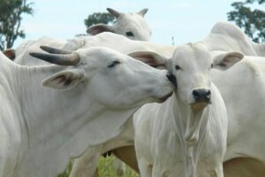 Leia mais sobre o artigo Boi gordo caiu até 6,25% na semana; tendência para maio é de mais baixas