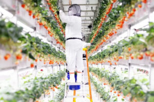 Leia mais sobre o artigo Morangos cultivados com robôs ganham escala nos EUA e são incríveis