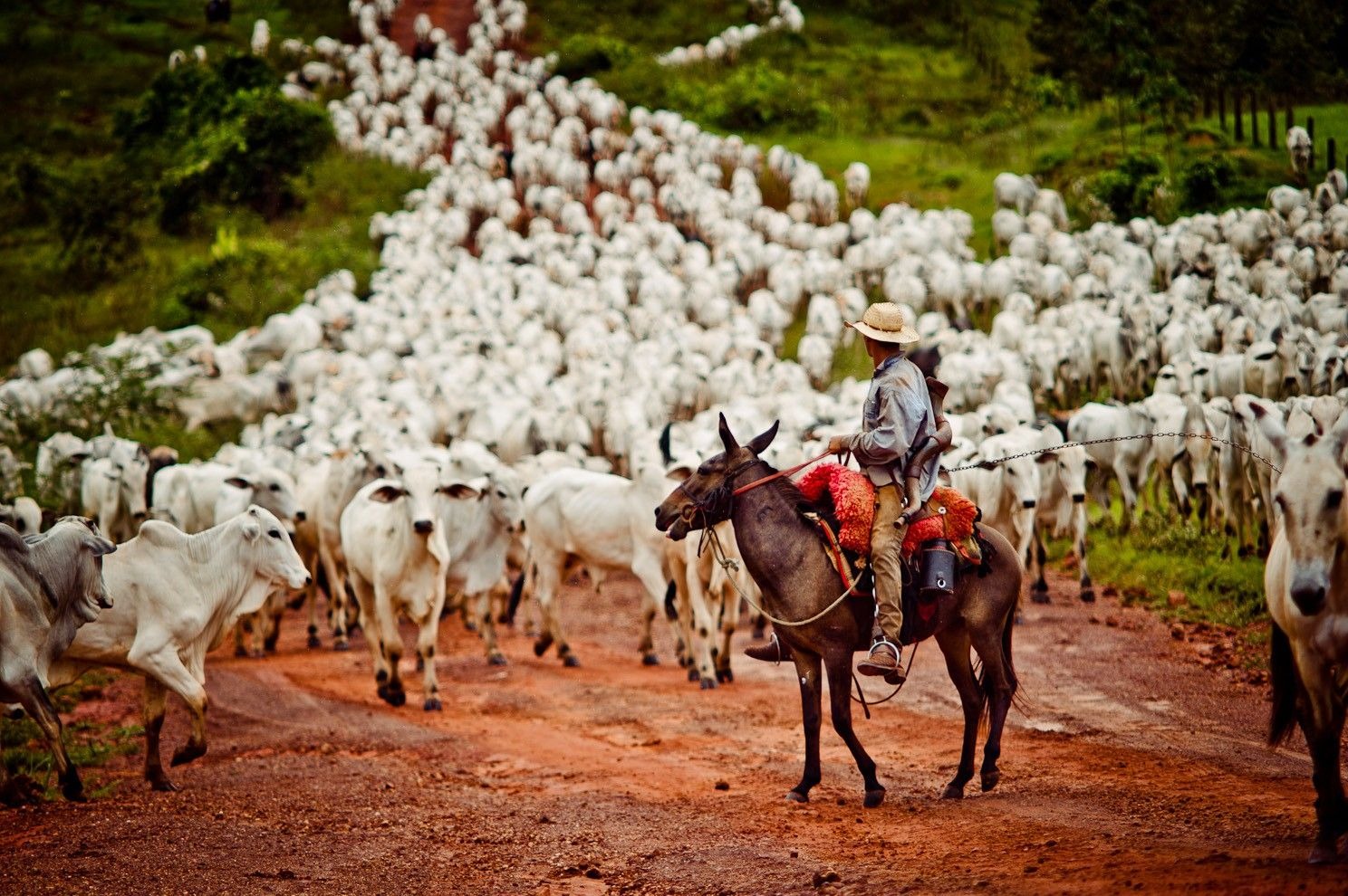 No momento, você está visualizando Produtores rurais têm até 2 de junho para declarar rebanho em MS; prazo não será prorrogado