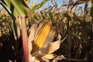 Leia mais sobre o artigo Soja e milho puxam crescimento do agro em abril no MS