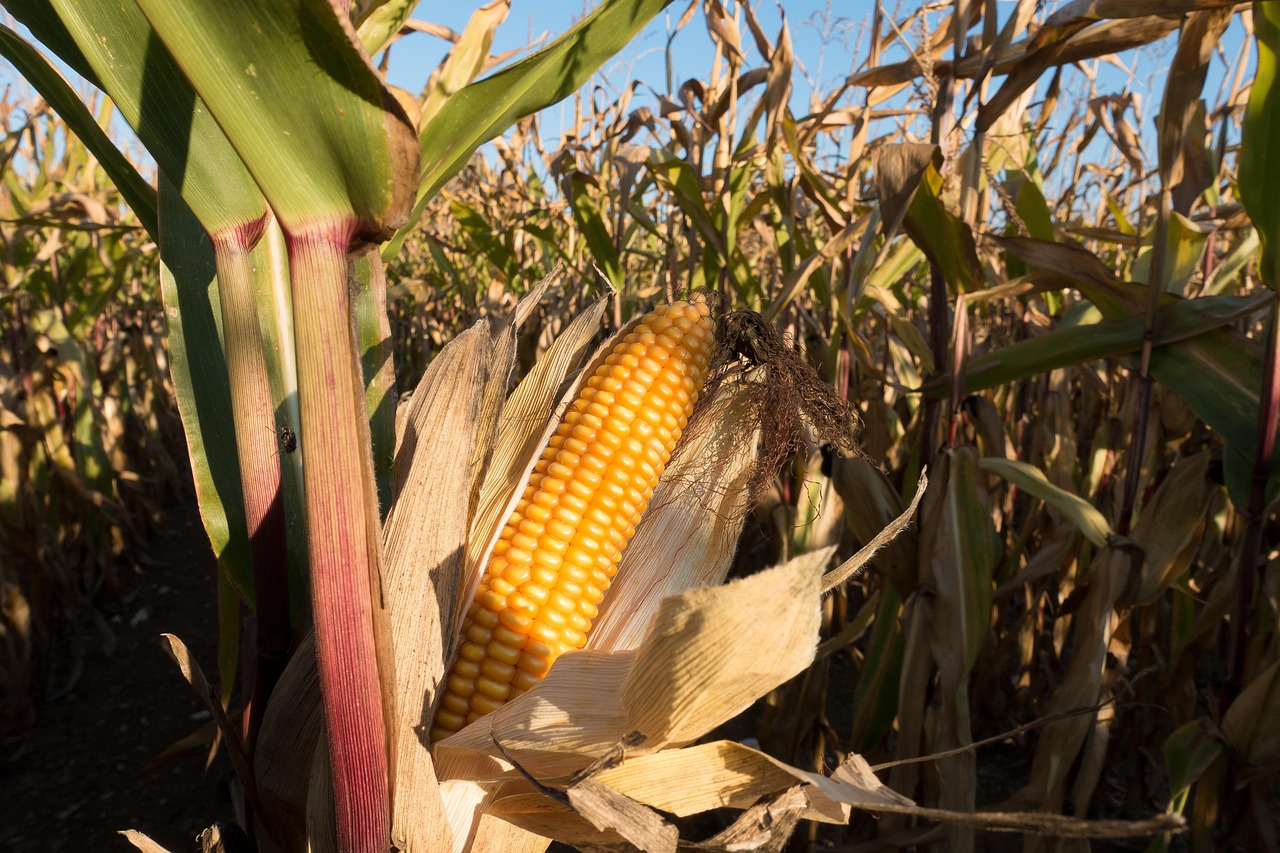 No momento, você está visualizando Soja e milho puxam crescimento do agro em abril no MS