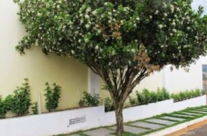 Leia mais sobre o artigo Proibição de murta em Campo Grande é positiva para dar segurança sanitária à citricultura no Estado