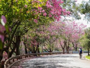 Leia mais sobre o artigo Campo Grande é finalista com sistema de arborização no 3º Congresso Sul-Mato-grossense de Cidades Digitais e Inteligentes