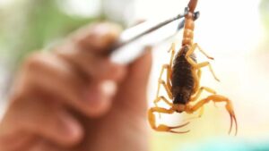 Leia mais sobre o artigo Escorpiões são responsáveis por 3 em cada 4 acidentes com animais peçonhentos em MS