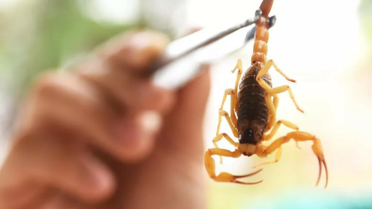 No momento, você está visualizando Escorpiões são responsáveis por 3 em cada 4 acidentes com animais peçonhentos em MS