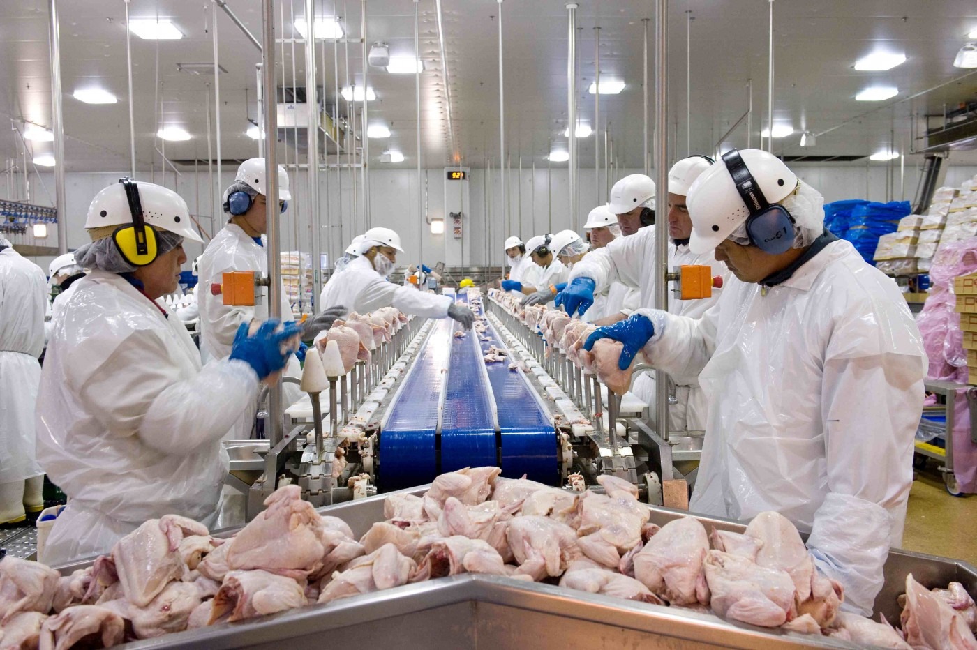 No momento, você está visualizando Gripe Aviária: 17 países suspendem restrição à carne brasileira