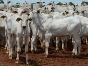 Leia mais sobre o artigo Produtores rurais de MS têm até hoje para entregar a Declaração de Rebanho