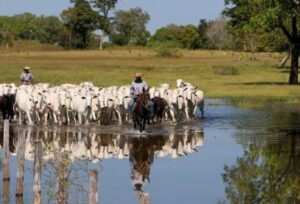 Leia mais sobre o artigo Produtores do Pantanal poderão ser remunerados por preservar vegetação nativa
